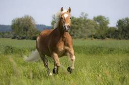 Naklejka kucyk trawa koń grzywa galop