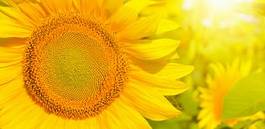 Plakat lato kwiat słonecznik słońce tło