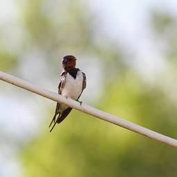 Naklejka fauna ładny piękny zwierzę