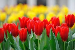 Naklejka tulipan kwiat roślina