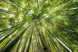 Fototapeta azja orientalne natura japonia