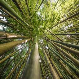 Plakat drzewa bambus roślina