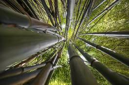 Plakat natura drzewa bambus