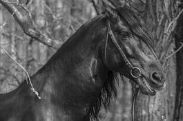Obraz na płótnie grzywa koń stajnia sport portret