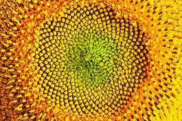 Plakat lato piękny warzywo słonecznik pyłek