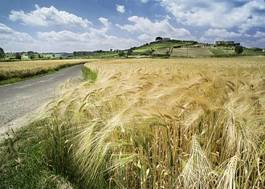 Plakat panorama pejzaż słoma pole