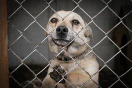 Obraz na płótnie pies canino schronisko samotność smutek