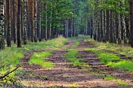 Fototapeta las słońce brzoza trawa