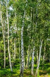 Naklejka roślina natura brzoza lato