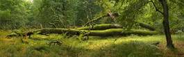 Fototapeta natura drzewa park jesień