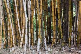Plakat bambus japoński roślina