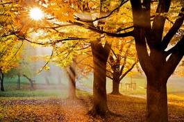 Naklejka słońce las jesień