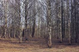 Fototapeta park spokojny pejzaż słońce