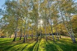 Naklejka drzewa park piękny