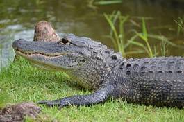 Plakat woda bezdroża krokodyl