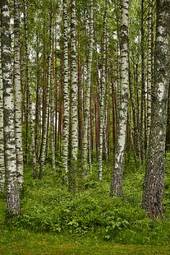 Plakat roślinność trawa natura drzewa