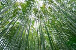 Plakat japonia spokojny bambus