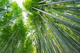 Plakat ogród spokojny drzewa bambus