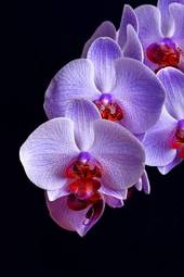 Plakat orhidea natura kwiat storczyk