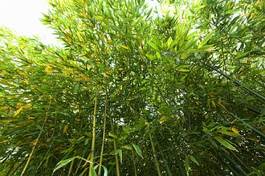 Plakat natura ogród las słoma bambus