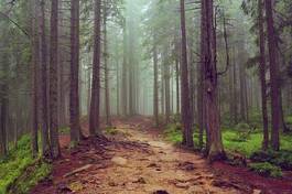 Naklejka pejzaż natura wiejski droga