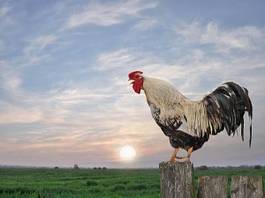 Fototapeta pejzaż ptak pole niebo