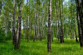 Plakat natura drzewa brzoza sprężyna liści