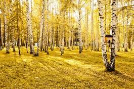 Fototapeta pejzaż świeży natura park