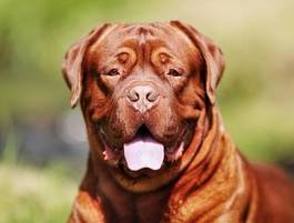 Plakat pysk psa bordeaux mastiff