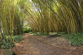 Plakat bambus las ogród