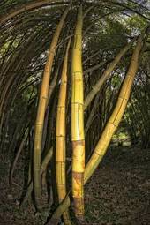 Plakat pejzaż roślina las natura bambus