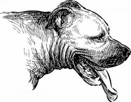 Obraz na płótnie pies zwierzę portret ssak