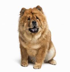 Naklejka dwuletni chow chow