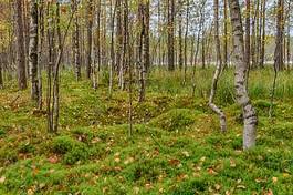 Fototapeta natura bezdroża drzewa mech trawa