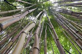 Plakat tropikalny azjatycki bambus dżungla