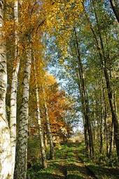 Fototapeta błękitne niebo natura krajobraz drzewa