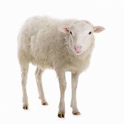 Naklejka natura portret wiejski zwierzę owca