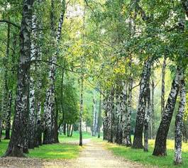 Naklejka park droga wzór drzewa brzoza