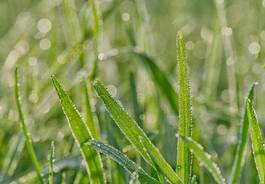 Naklejka ogród trawa świeży natura