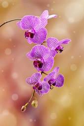 Plakat kwiat roślina storczyk kwitnący botanika