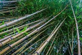 Plakat drzewa las bambus japonia