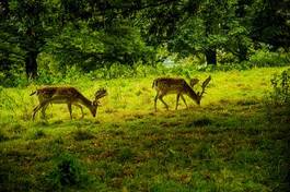 Fotoroleta stado park natura mężczyzna