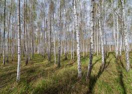 Fototapeta spokojny roślina natura