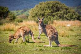Naklejka krajobraz kangur krzew