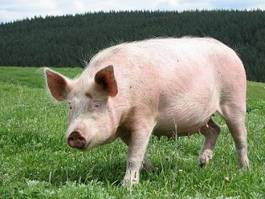 Plakat ssak portret piękny świnia ładny