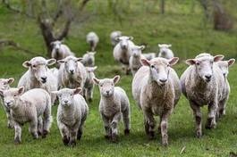 Naklejka owca jedzenie pastwisko trawa pole