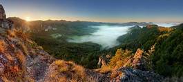 Plakat panorama natura drzewa roślina panoramiczny