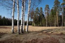 Naklejka polana natura łąka sosna trawa