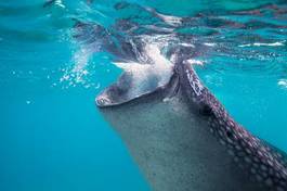 Naklejka fauna podwodne morze azja filipiny