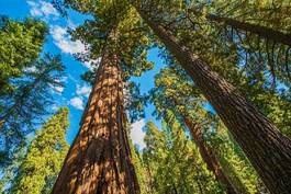 Naklejka las natura roślina kalifornia drzewa